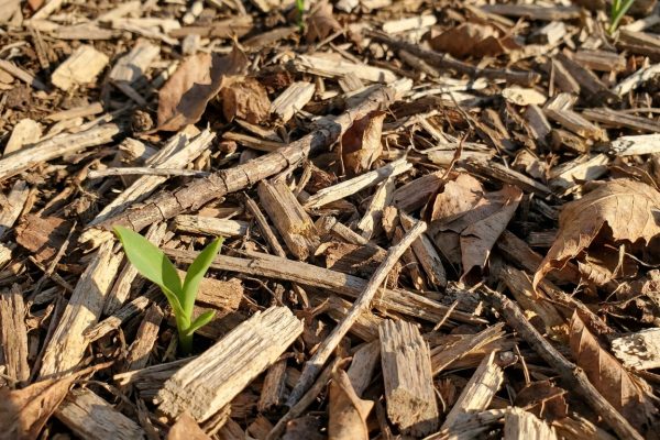Pailler son jardin : choisir le matériau, l’installer et éviter les erreurs
